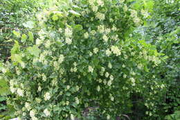 Image of Cornus sanguinea subsp. australis (C. A. Mey.) Jáv.