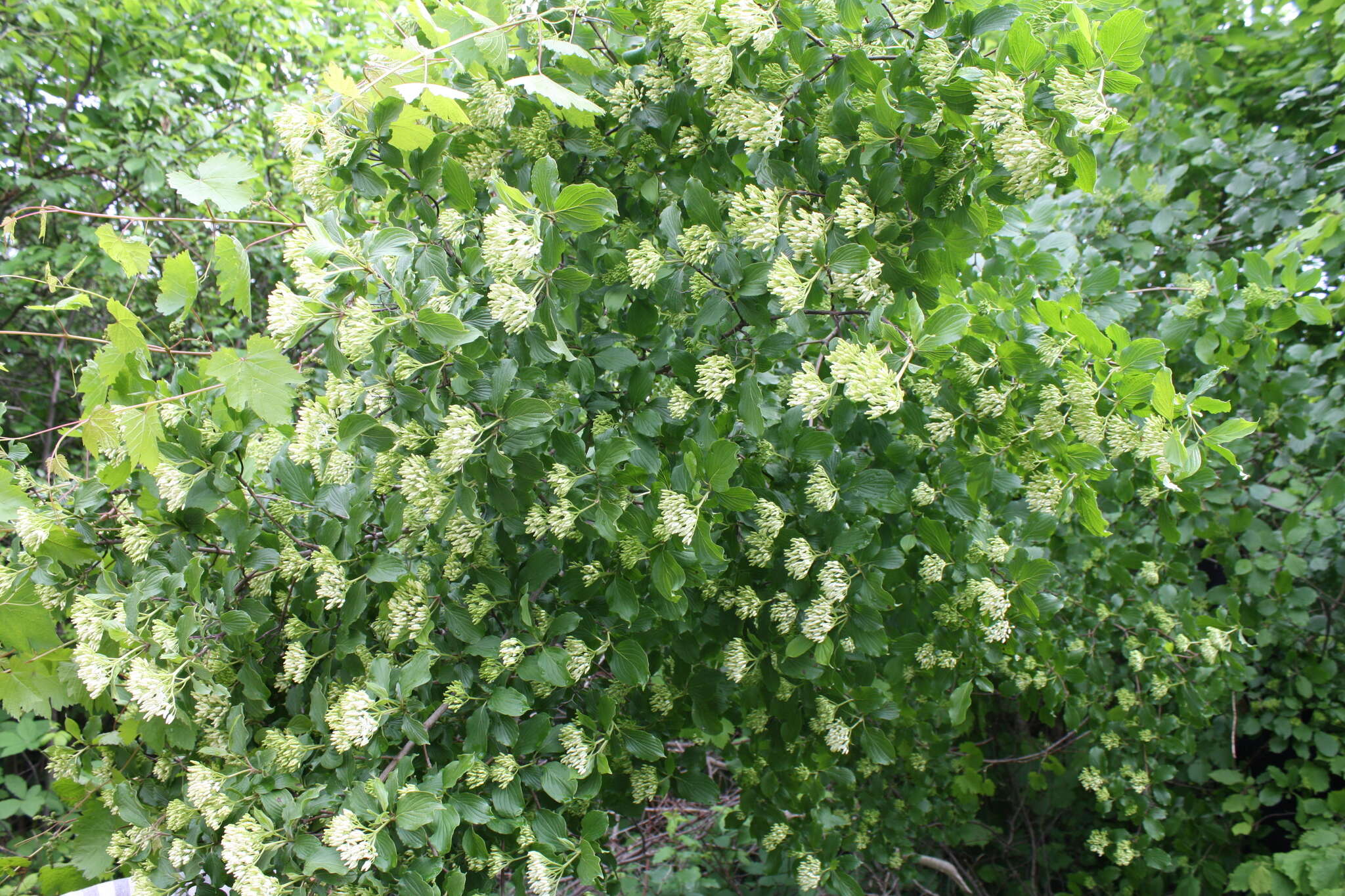 Image of Cornus sanguinea subsp. australis (C. A. Mey.) Jáv.