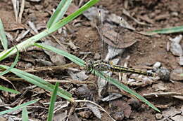 Image of Banded Groundling