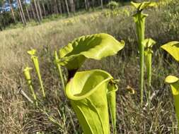 Image of Sarracenia flava var. rugelii (Shuttlew. ex DC.) Mast.