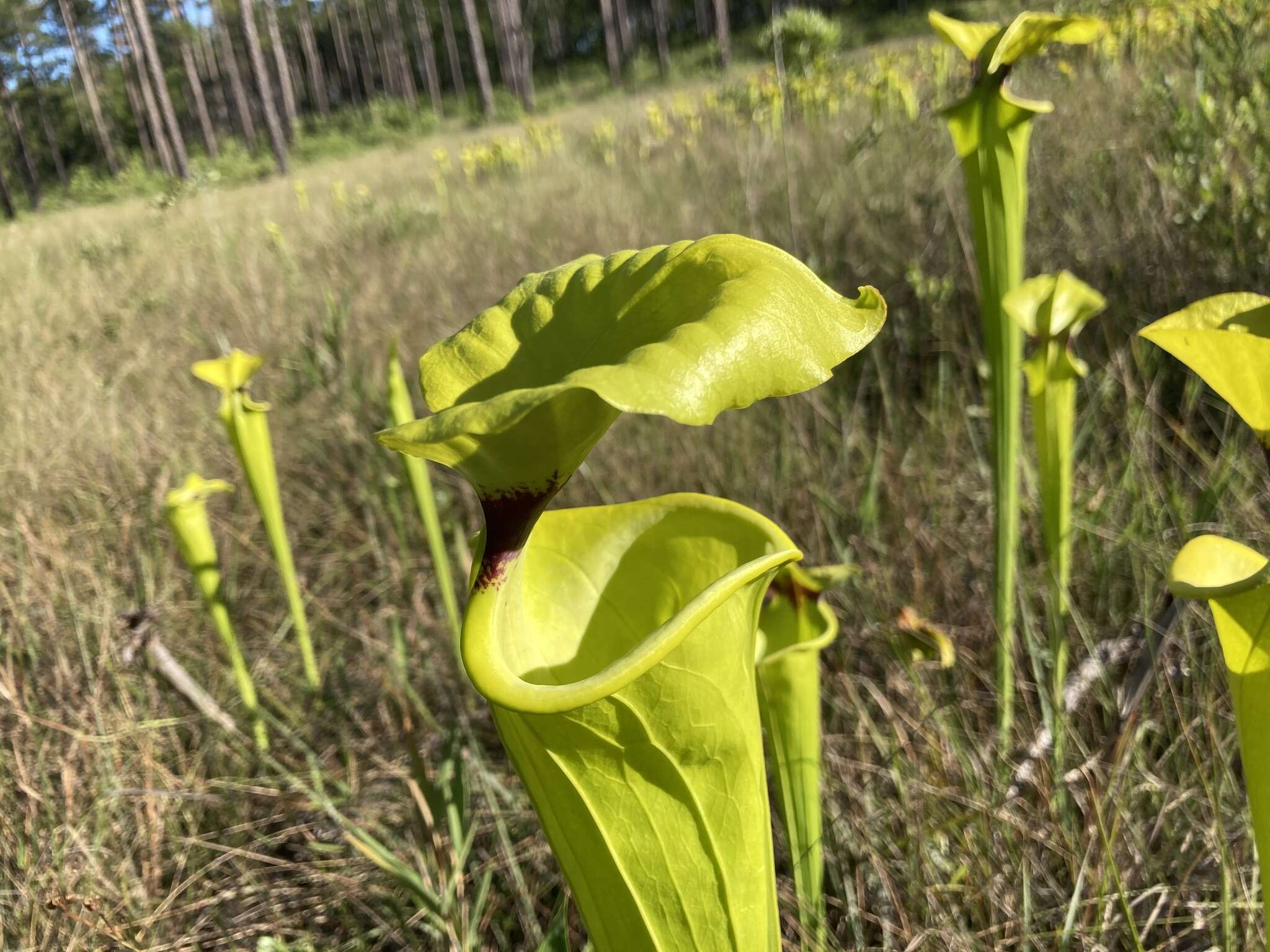 Image of Sarracenia flava var. rugelii (Shuttlew. ex DC.) Mast.