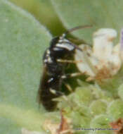 Sivun Hylaeus leptocephalus (Morawitz 1870) kuva