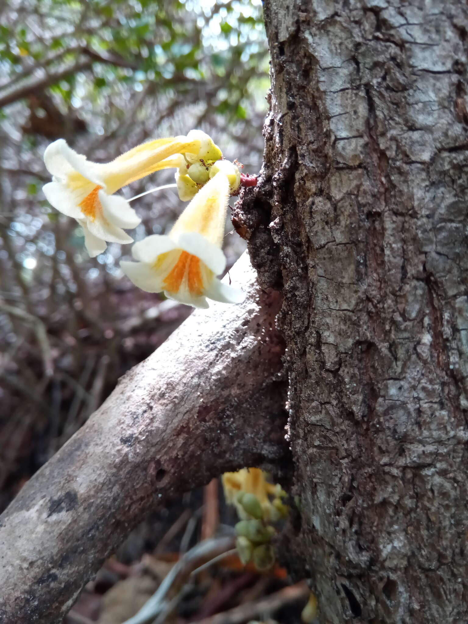 Image de Colea floribunda Boj.