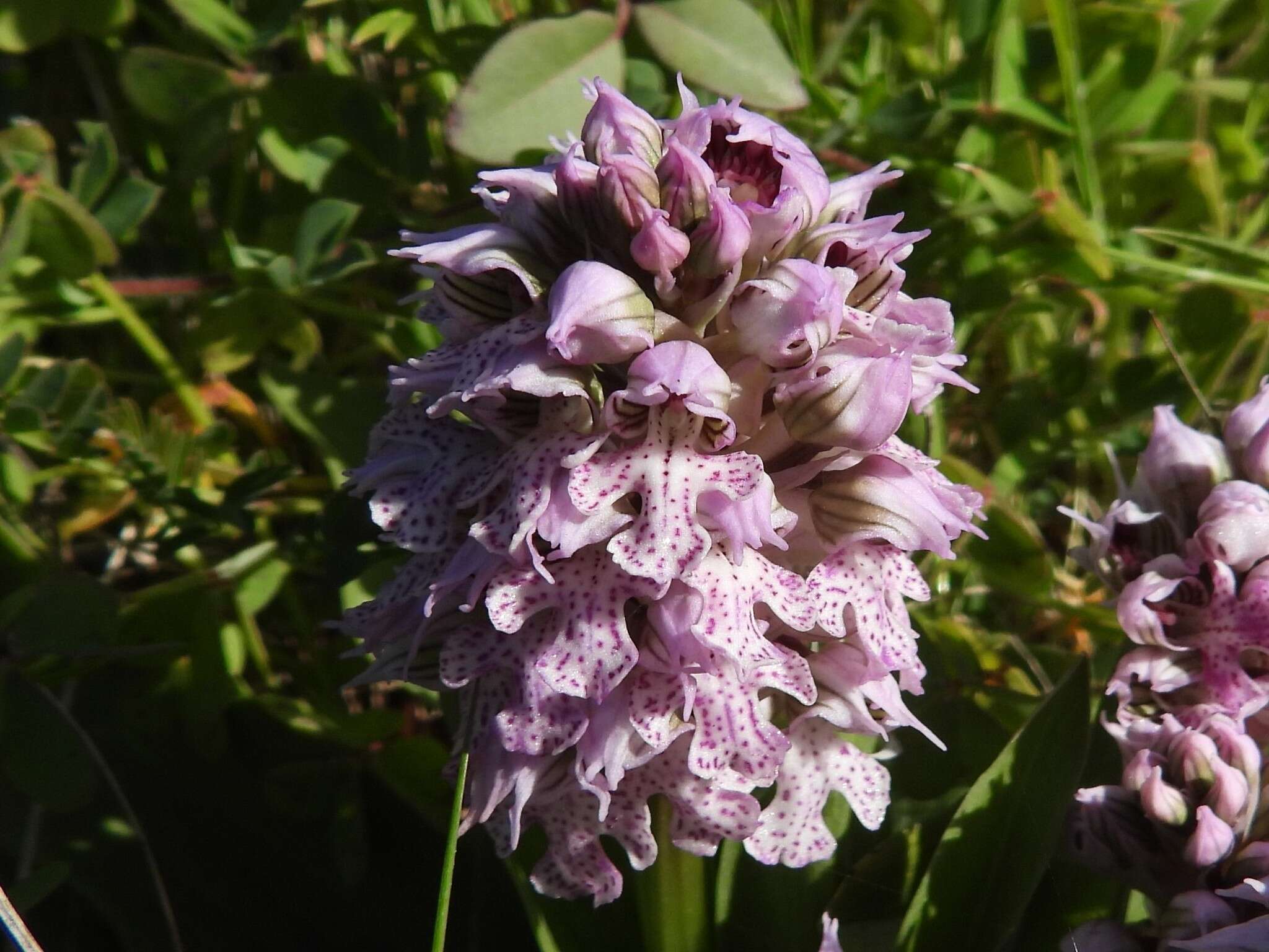 Image of Milky orchid