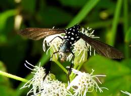 Image of Horama plumipes Drury 1773