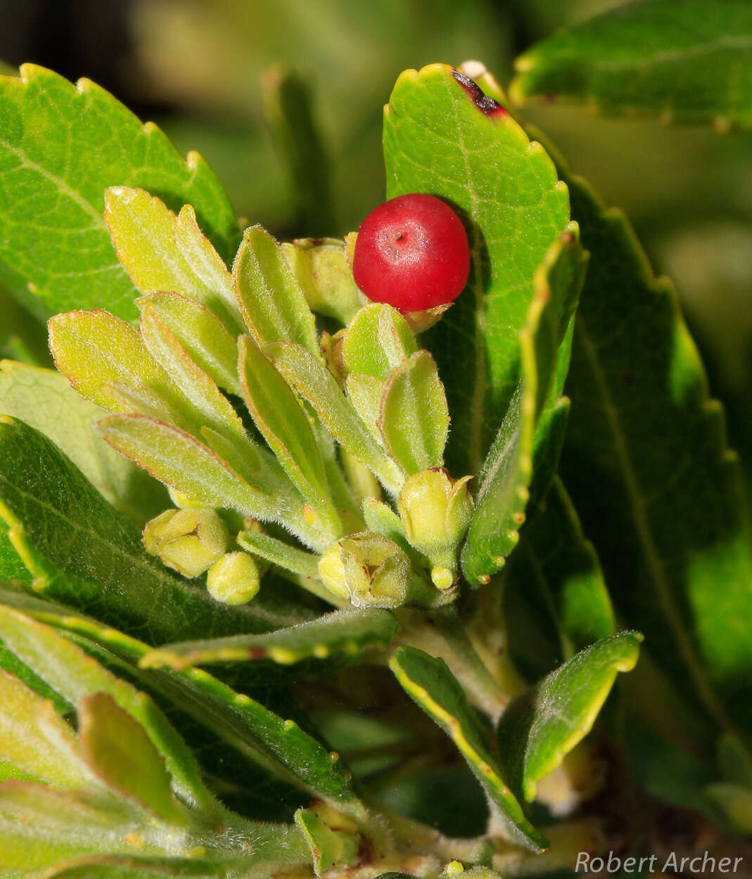 Imagem de Gerrardina foliosa Oliv.