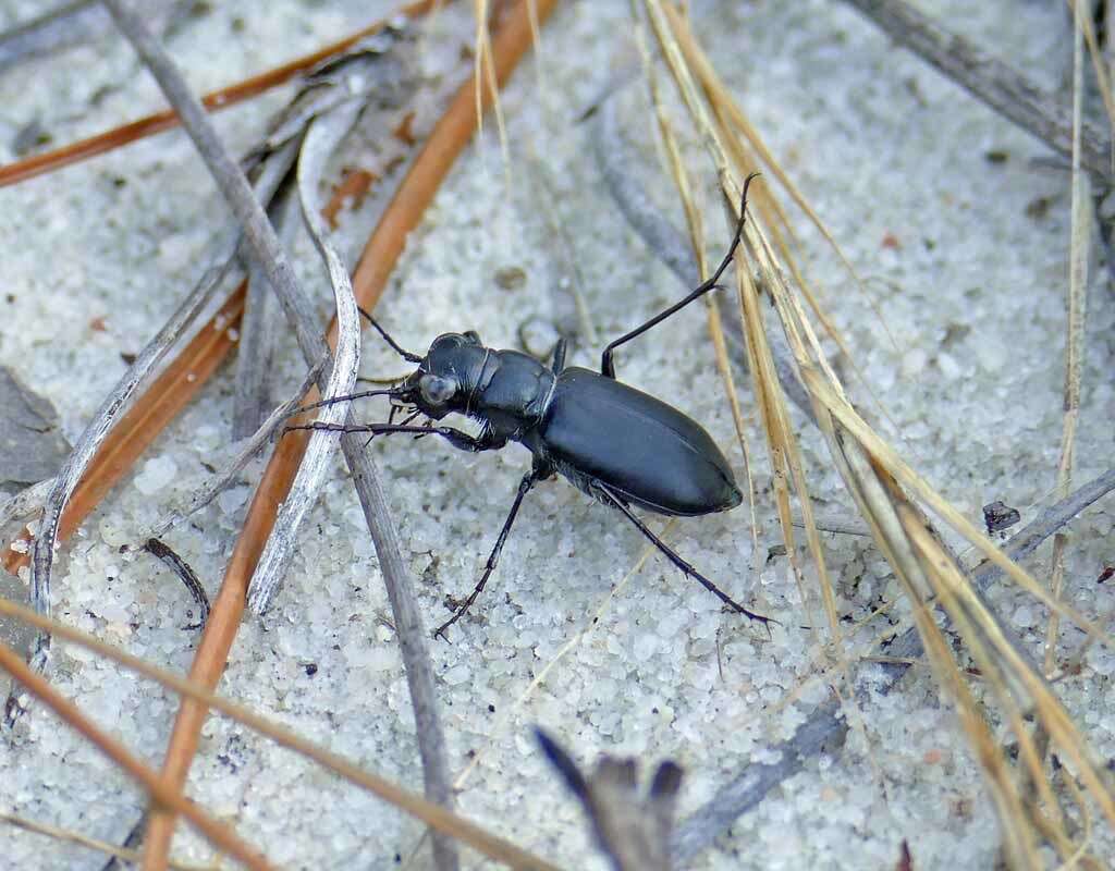 Image of Autumn Tiger Beetle