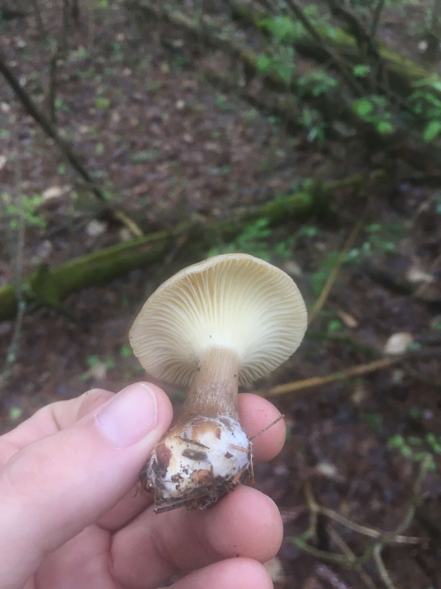 Image of Ampulloclitocybe