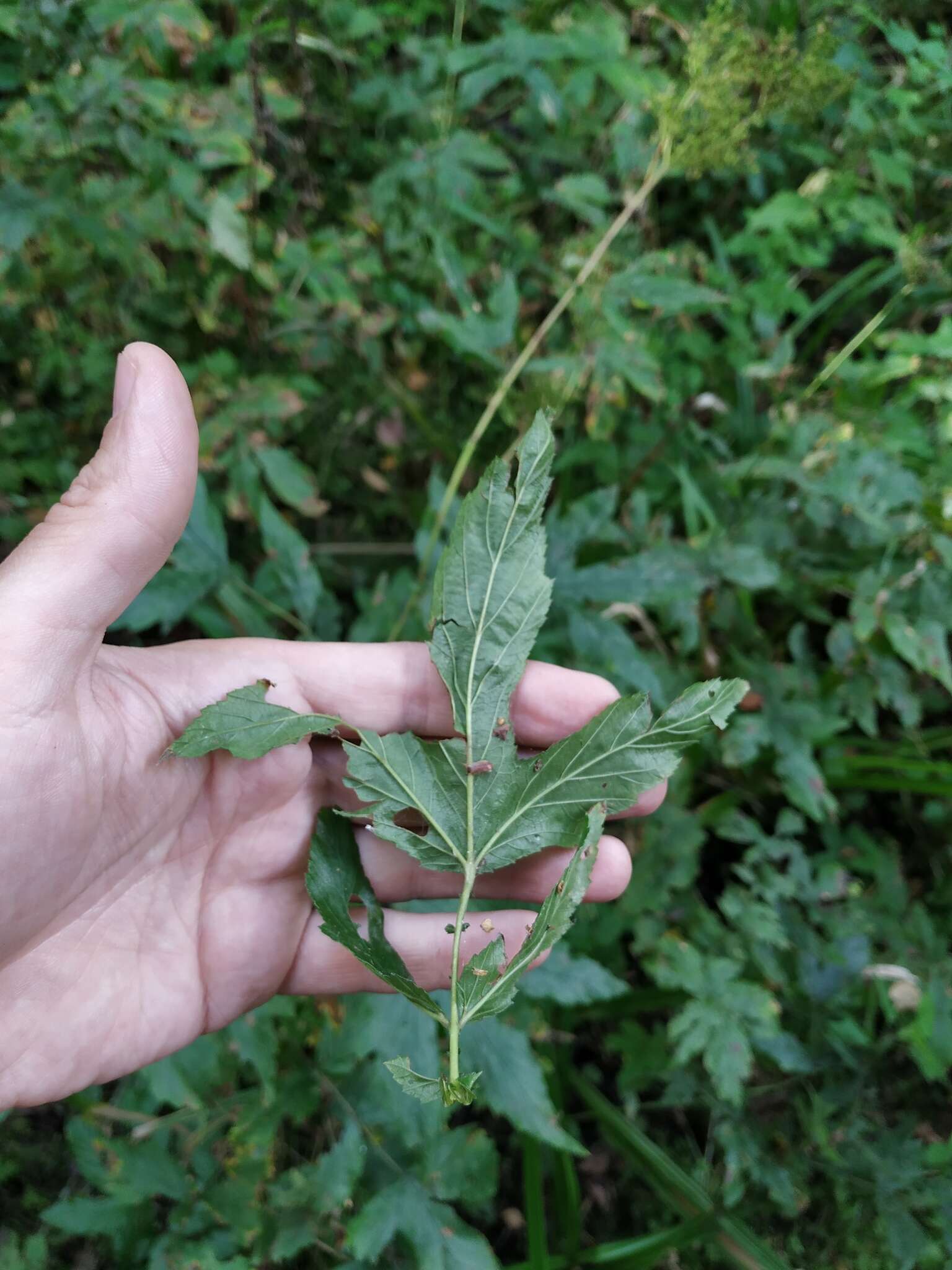 Image de Filipendula ulmaria subsp. denudata (J. & C. Presl) Hayek