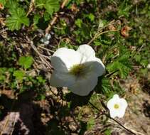 Image de Rubus neomexicanus A. Gray