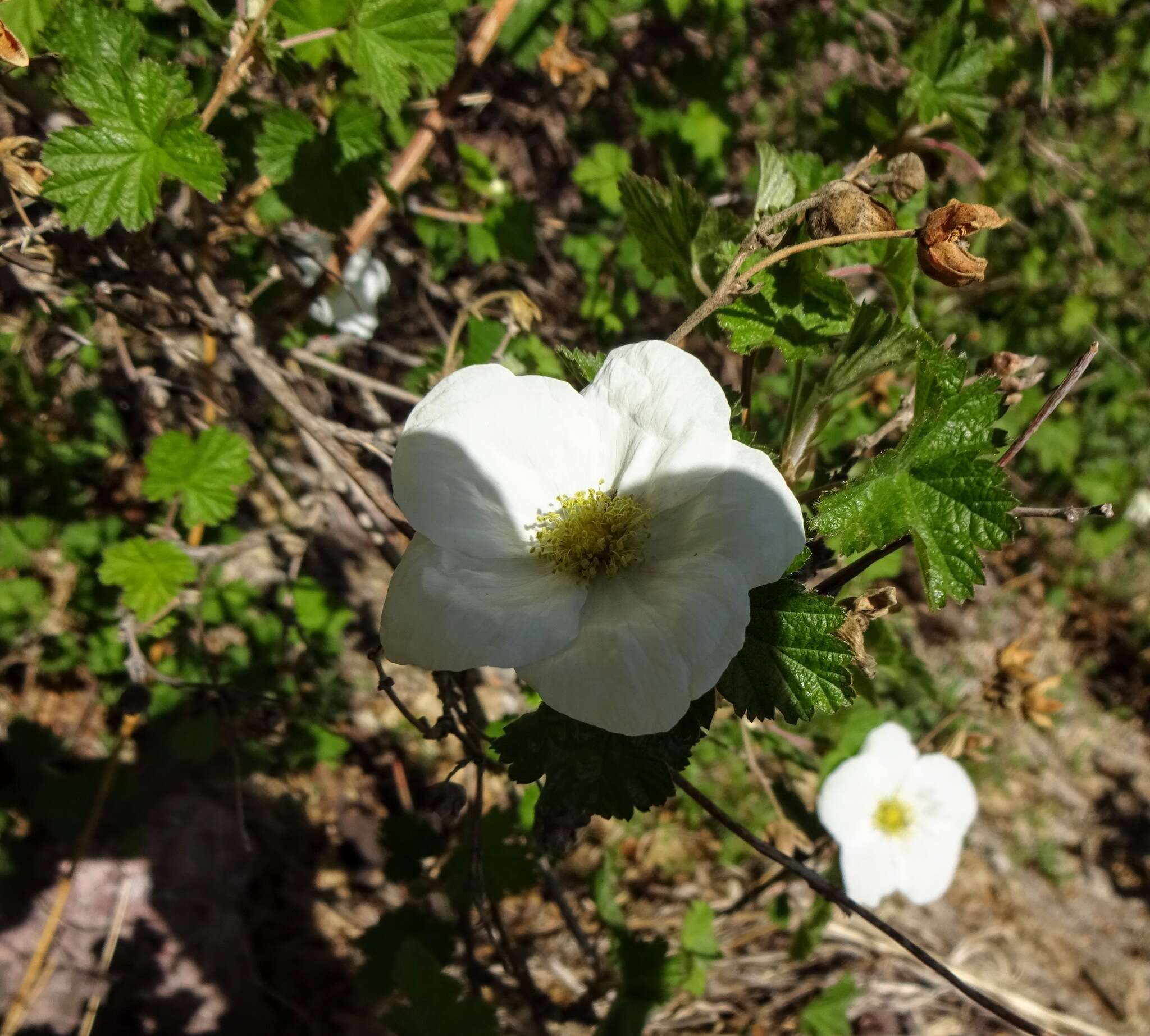 Image de Rubus neomexicanus A. Gray