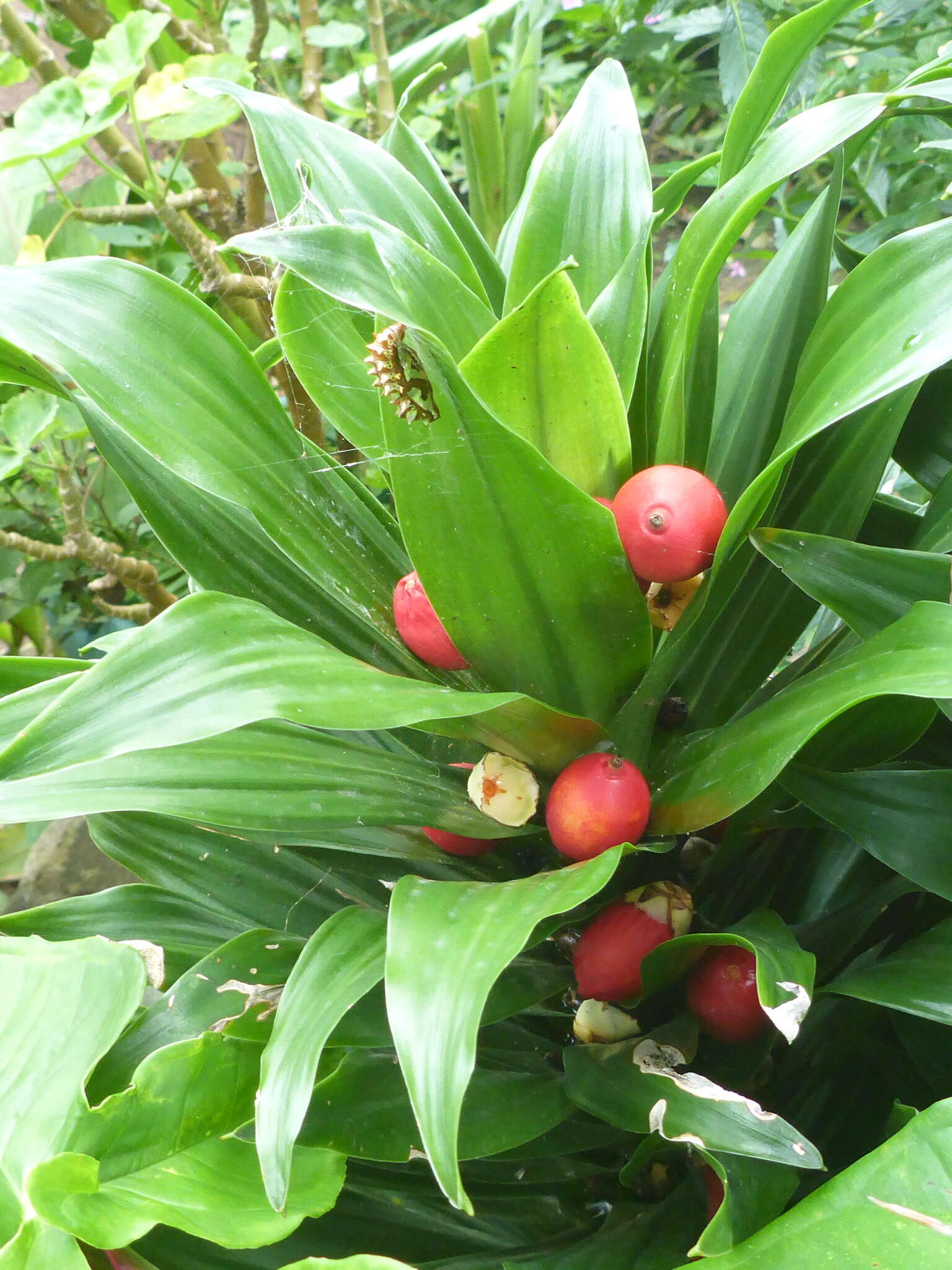 Imagem de Euptoieta hegesia meridiania Stichel 1938