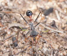 Image of Myrmecia rufinodis Smith 1858