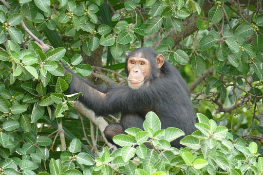 Image of western chimpanzee