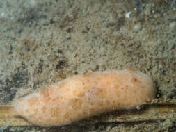 Image of grey sea slug