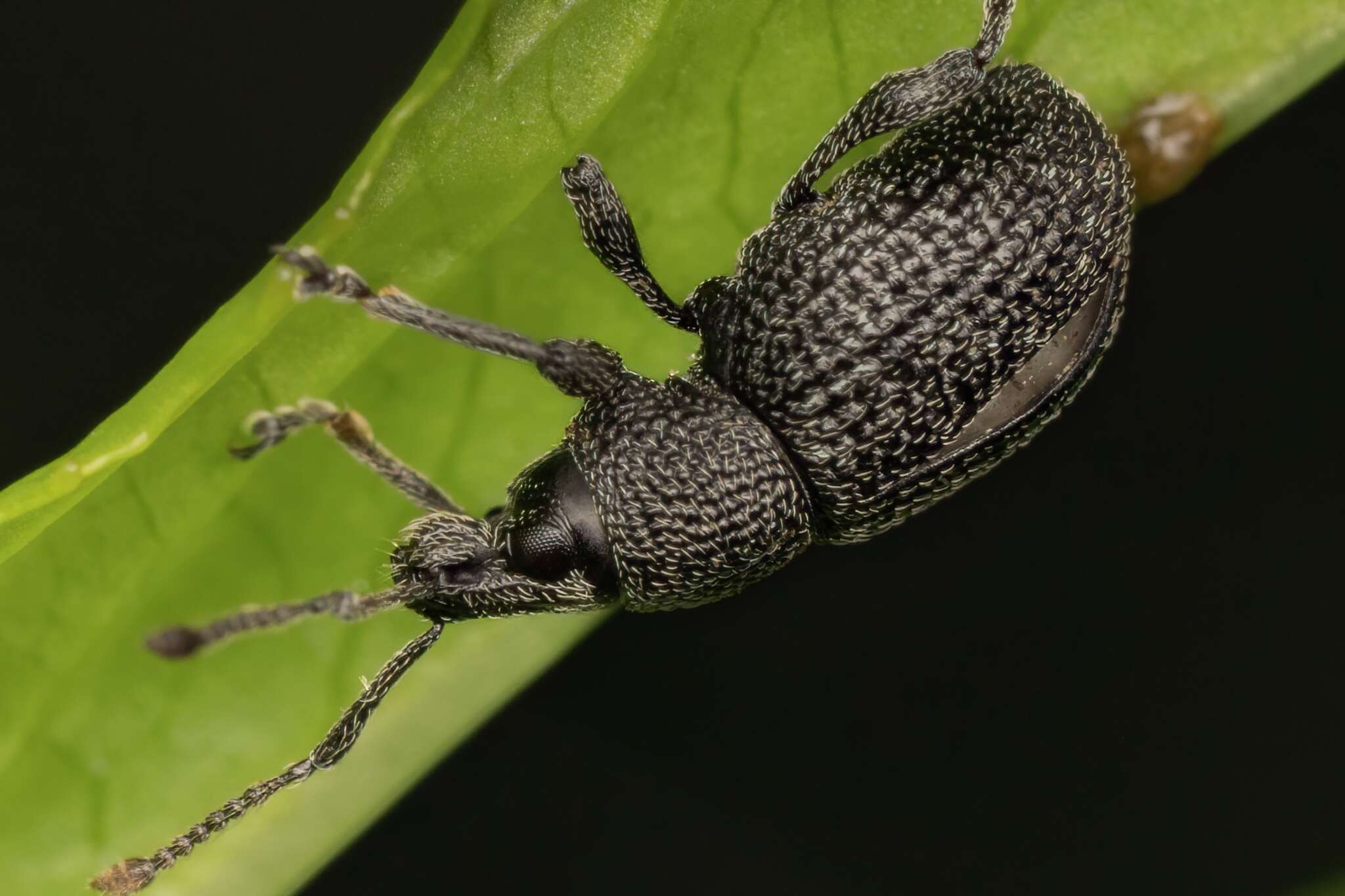 Imagem de Otiorhynchus (Padilehus) pinastri (Herbst 1795)