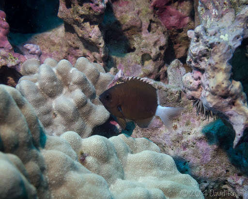 Слика од Pycnochromis hanui (Randall & Swerdloff 1973)