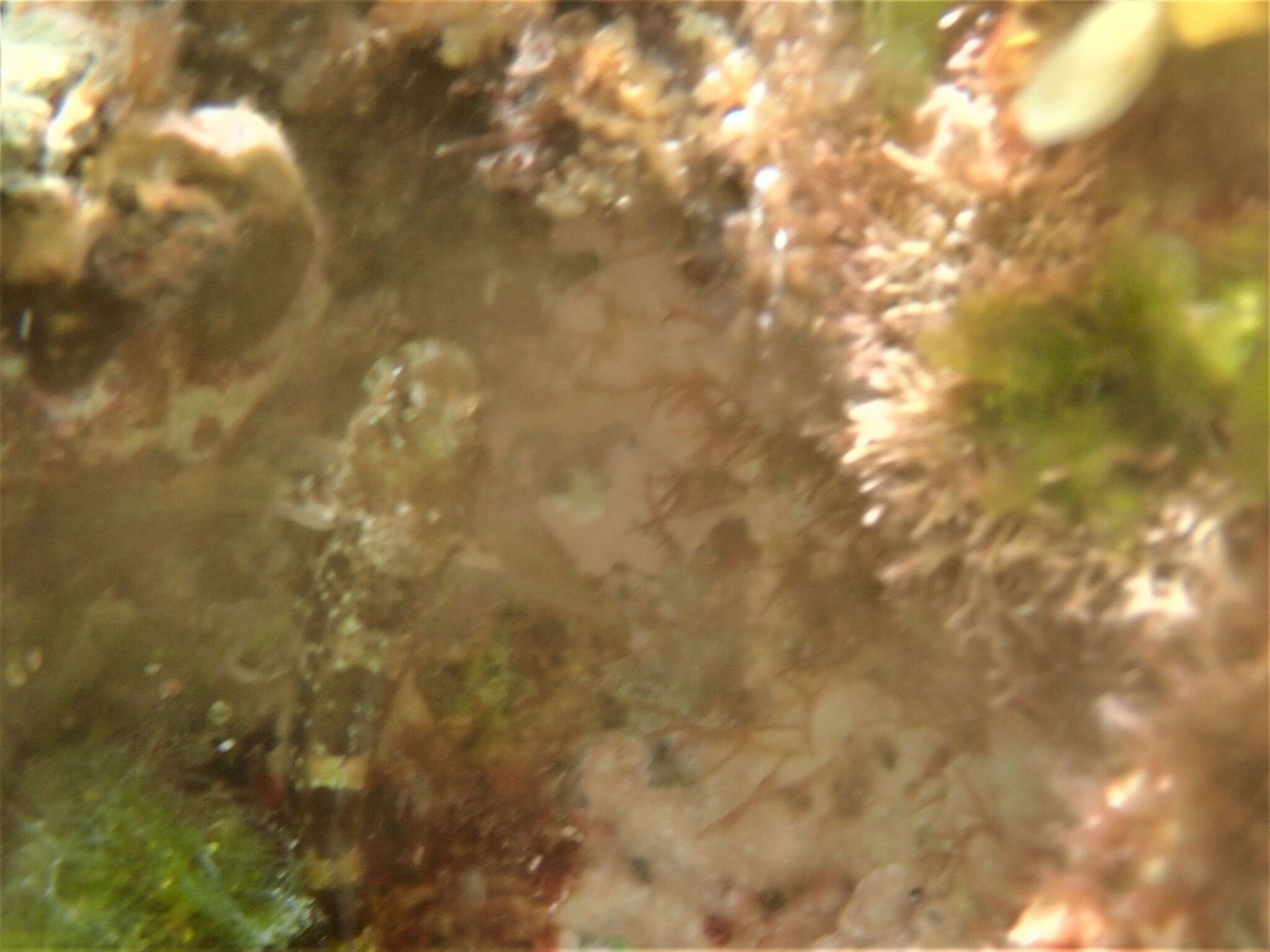 Image of Pearl Blenny