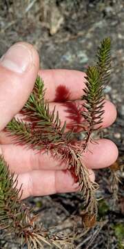 Image of Baccharis aliena (Spreng.) Joch. Müll.