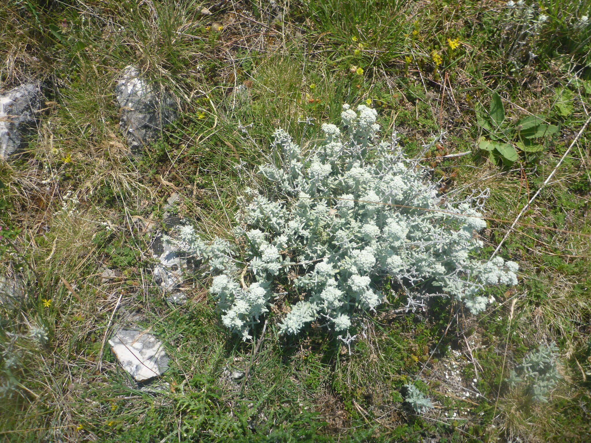 Sivun Teucrium capitatum subsp. capitatum kuva