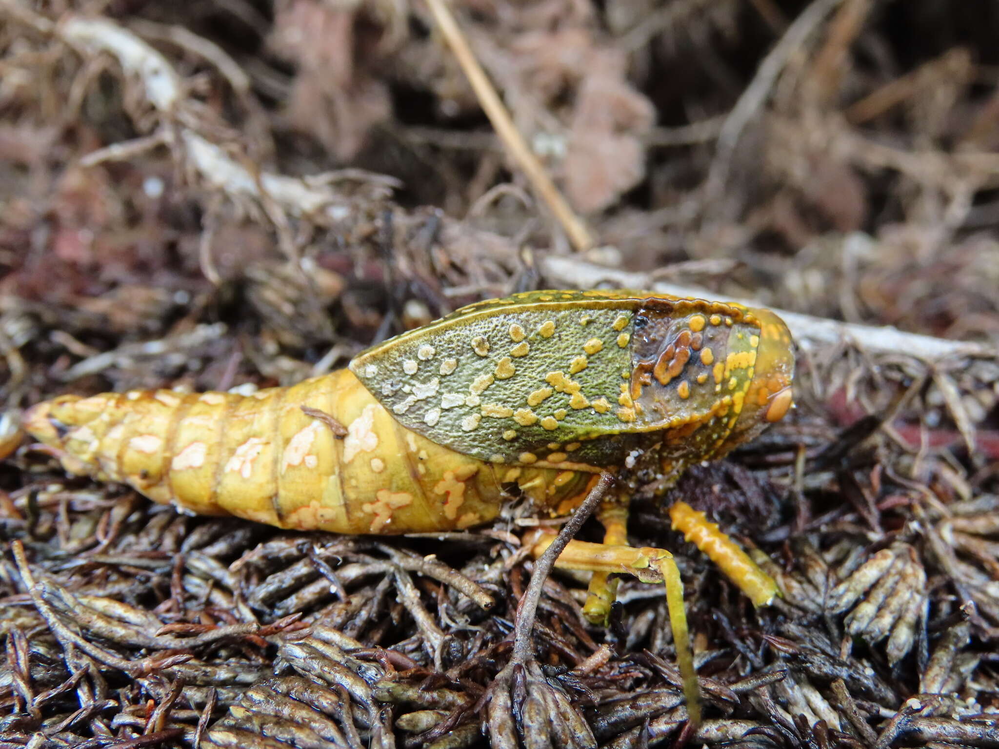 Image of Bullacris serrata (Thunberg 1810)