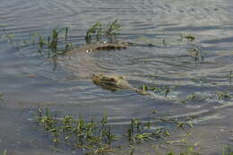Image of Orinoco Crocodile
