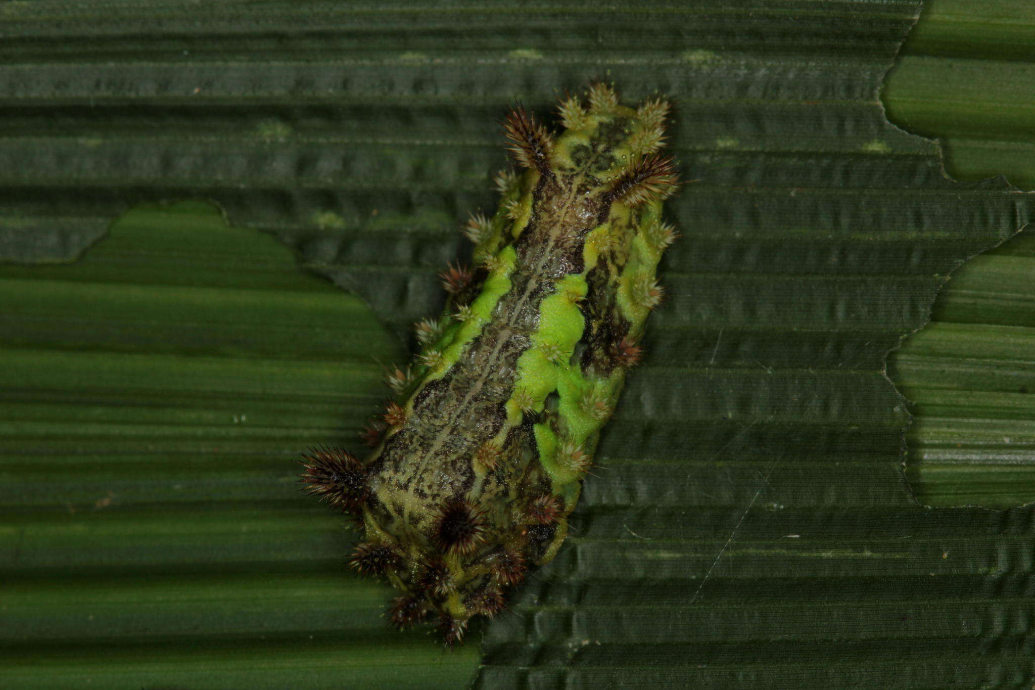 Image of Neomocena convergens Hering 1928