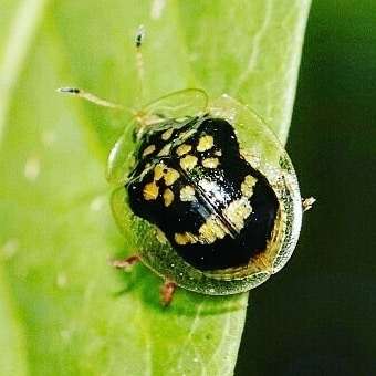 Слика од Microctenochira flavonotata (Boheman 1855)