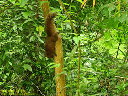 Imagem de Callosciurus erythraeus thaiwanensis (Bonhote 1901)