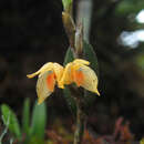 Image of Bulbophyllum mutabile (Blume) Lindl.