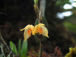 صورة Bulbophyllum mutabile (Blume) Lindl.