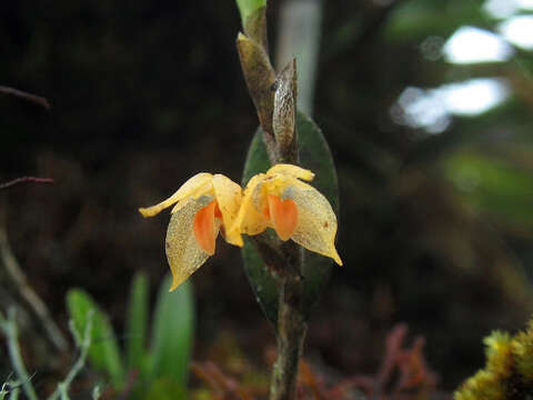 Image de Bulbophyllum mutabile (Blume) Lindl.