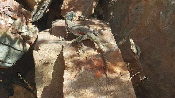 Image of Tiger Pacific Iguana