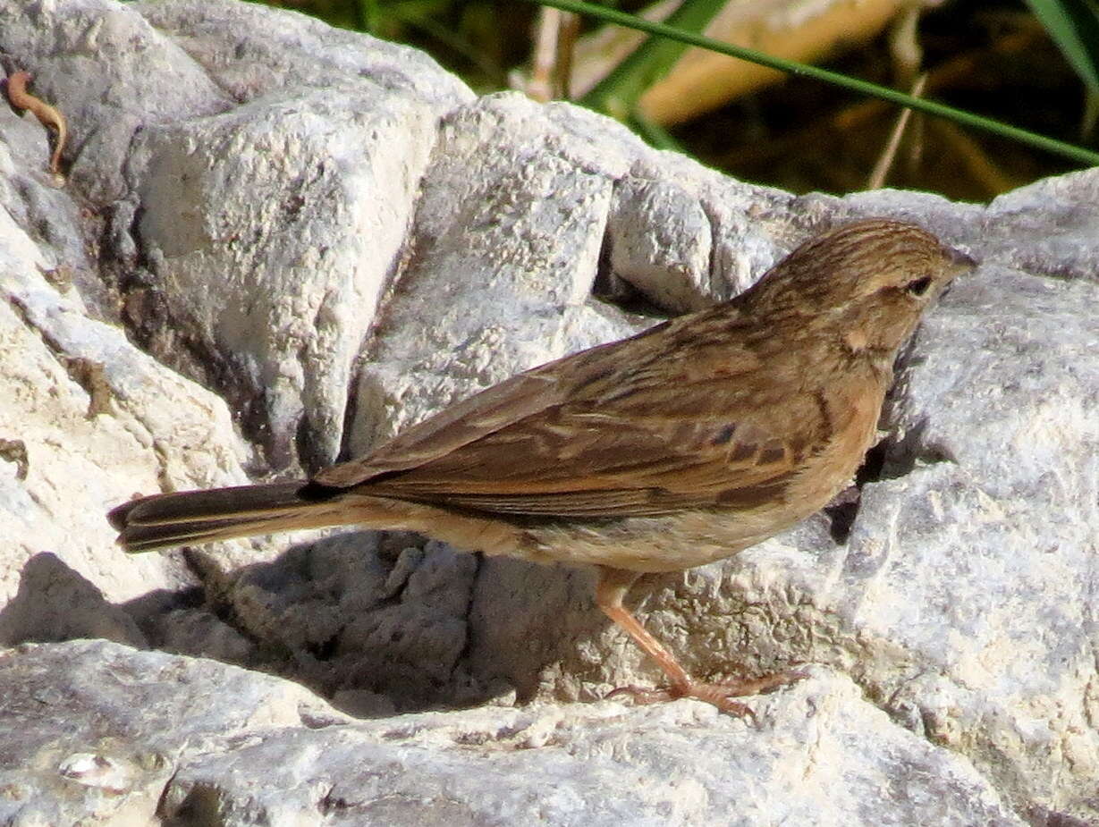 Sivun Emberiza impetuani impetuani Smith & A 1836 kuva