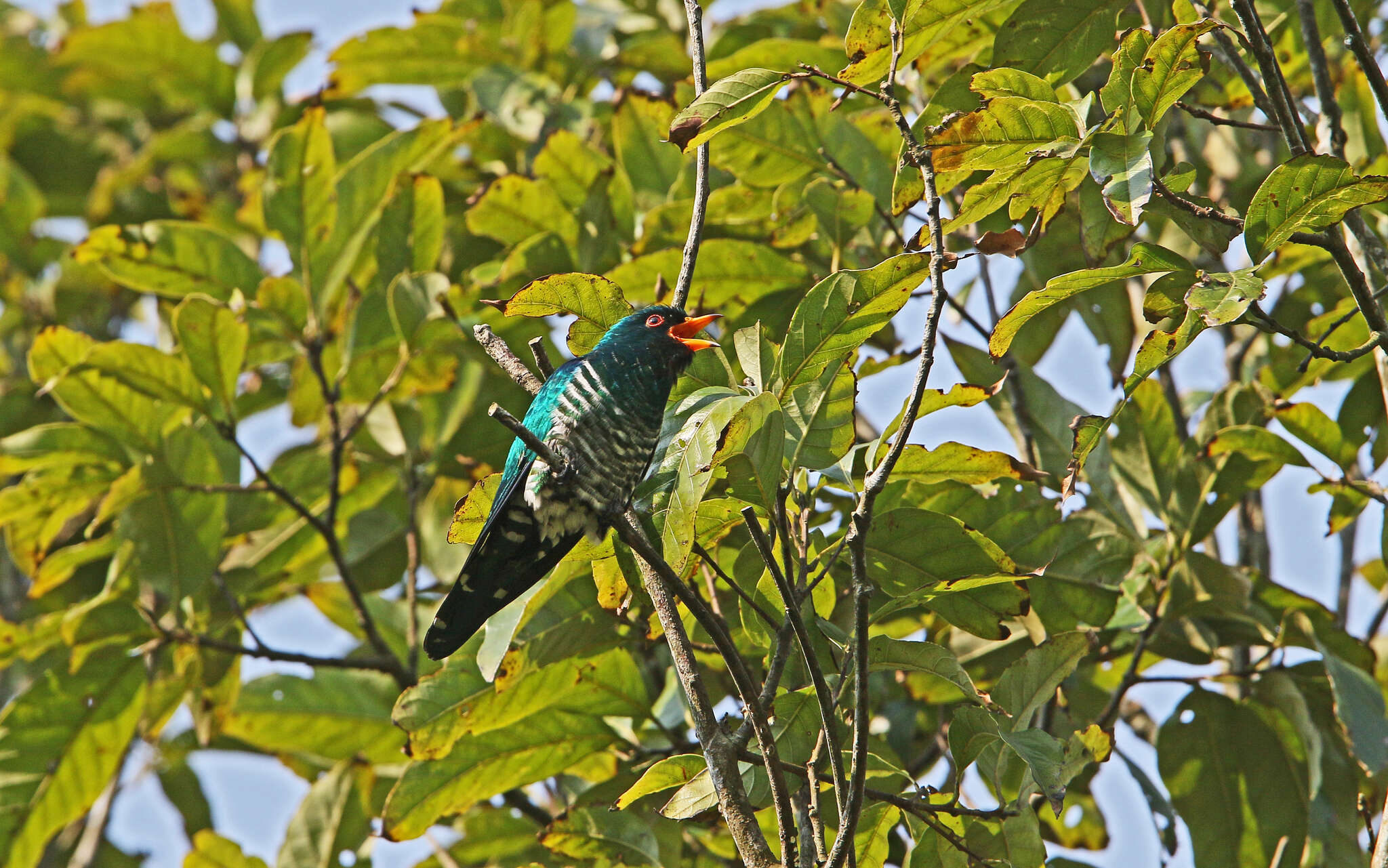 Image of Asian Emerald Cuckoo