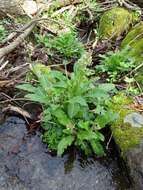 Image of Lettuce-Leaf Pseudosaxifrage