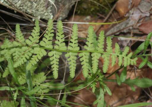 Plancia ëd Woodsia phillipsii