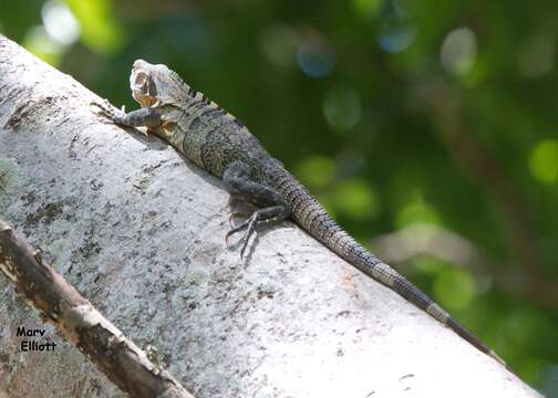 Image of Ctenosaura