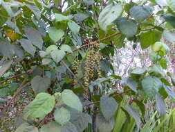 Слика од Alchornea cordifolia (Schumach. & Thonn.) Müll. Arg.