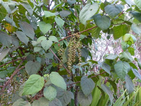 Image of Alchornea cordifolia (Schumach. & Thonn.) Müll. Arg.