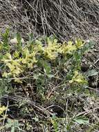 Imagem de Astragalus beckwithii Torr. & A. Gray