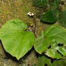 Image of Begonia divergens Kiew & S. Julia