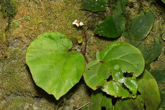 Image of Begonia divergens Kiew & S. Julia