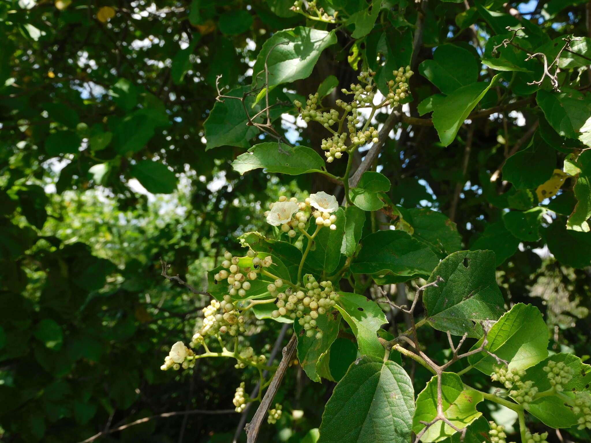 Image of Cordia dentata Poir.