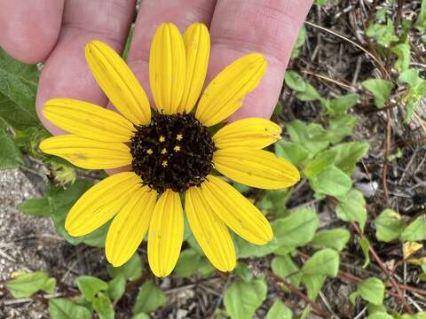 Image of cucumberleaf sunflower