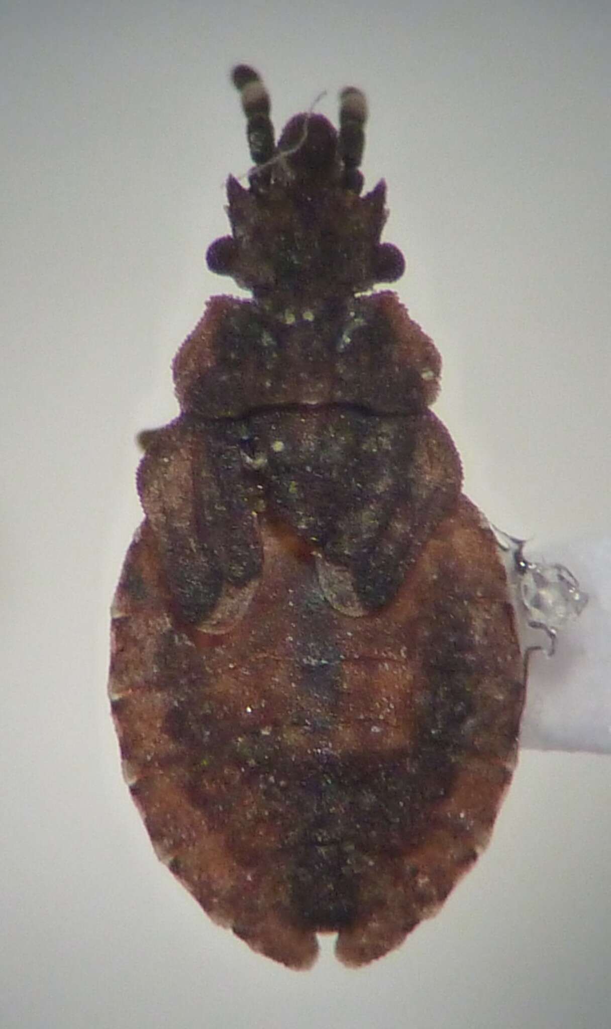 Image of Aradus (Aradus) kormilevi Heiss 1980