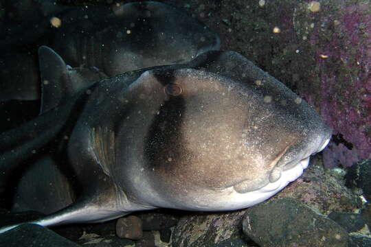 Image of bullhead sharks