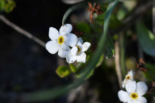 Image de Myosotis lyallii subsp. elderi (L. B. Moore) Meudt & Prebble