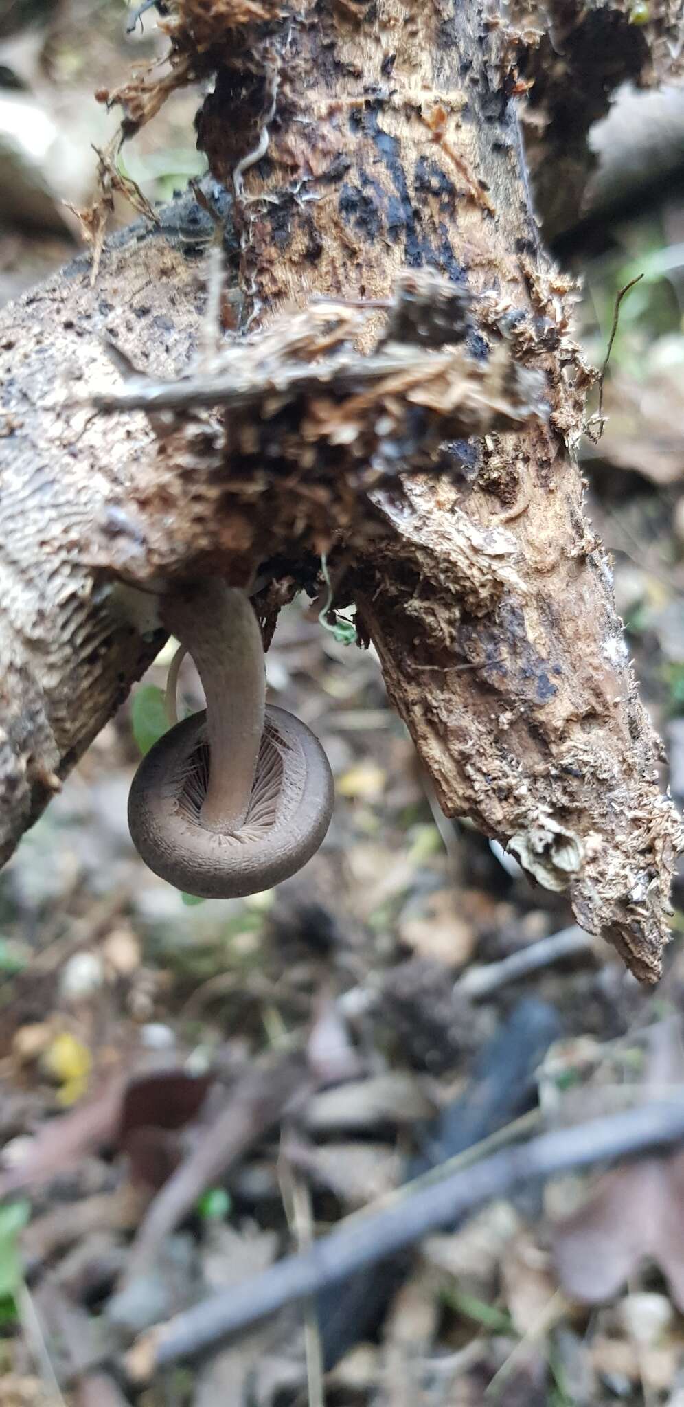 Image of Coprinopsis melanthina (Fr.) Örstadius & E. Larss. 2015