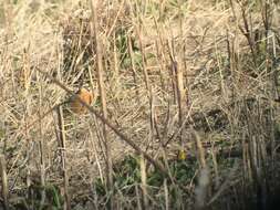 Image of Smith's Longspur